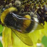 bombus hummel bourdon.jpg